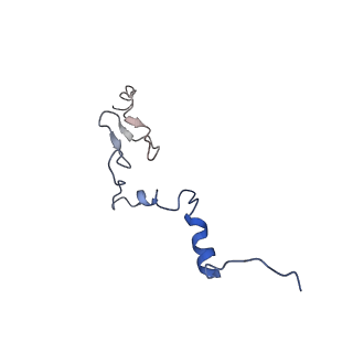 30174_7btb_j_v1-0
Cryo-EM structure of pre-60S ribosome from Saccharomyces cerevisiae rpl4delta63-87 strain at 3.22 Angstroms resolution(state R2)