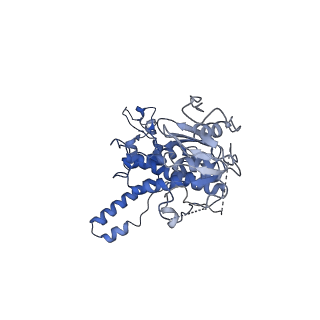 30174_7btb_n_v1-0
Cryo-EM structure of pre-60S ribosome from Saccharomyces cerevisiae rpl4delta63-87 strain at 3.22 Angstroms resolution(state R2)