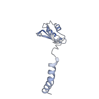 30174_7btb_o_v1-0
Cryo-EM structure of pre-60S ribosome from Saccharomyces cerevisiae rpl4delta63-87 strain at 3.22 Angstroms resolution(state R2)