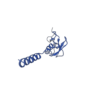 30174_7btb_p_v1-0
Cryo-EM structure of pre-60S ribosome from Saccharomyces cerevisiae rpl4delta63-87 strain at 3.22 Angstroms resolution(state R2)