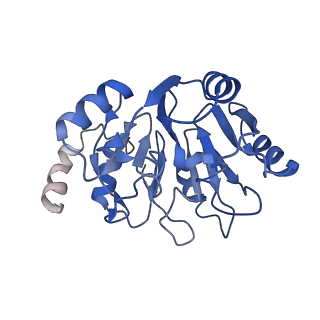 30174_7btb_y_v1-0
Cryo-EM structure of pre-60S ribosome from Saccharomyces cerevisiae rpl4delta63-87 strain at 3.22 Angstroms resolution(state R2)