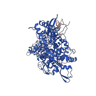 30178_7btf_A_v1-1
SARS-CoV-2 RNA-dependent RNA polymerase in complex with cofactors in reduced condition