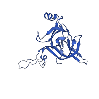 16246_8buu_D_v1-1
ARE-ABCF VmlR2 bound to a 70S ribosome