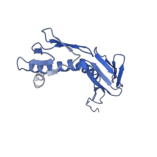 16246_8buu_G_v1-1
ARE-ABCF VmlR2 bound to a 70S ribosome