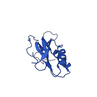 16246_8buu_M_v1-1
ARE-ABCF VmlR2 bound to a 70S ribosome