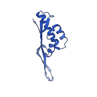 16246_8buu_S_v1-1
ARE-ABCF VmlR2 bound to a 70S ribosome