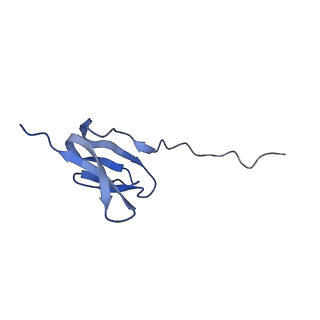 16246_8buu_W_v1-1
ARE-ABCF VmlR2 bound to a 70S ribosome