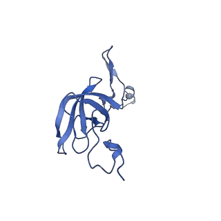 16246_8buu_l_v1-1
ARE-ABCF VmlR2 bound to a 70S ribosome