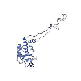 30215_7bv8_E_v1-2
Mature 50S ribosomal subunit from RrmJ knock out E.coli strain