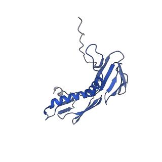 30215_7bv8_G_v1-2
Mature 50S ribosomal subunit from RrmJ knock out E.coli strain