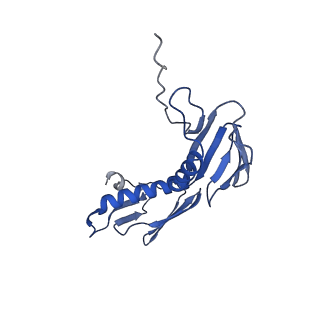 30215_7bv8_G_v1-3
Mature 50S ribosomal subunit from RrmJ knock out E.coli strain