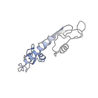 30215_7bv8_H_v1-2
Mature 50S ribosomal subunit from RrmJ knock out E.coli strain