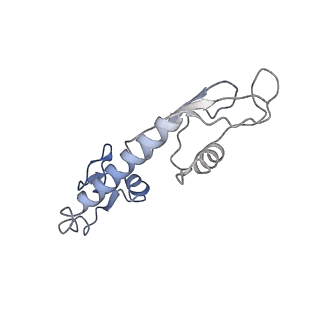 30215_7bv8_H_v1-3
Mature 50S ribosomal subunit from RrmJ knock out E.coli strain