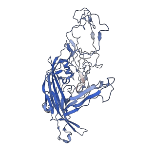 7302_6bx1_x_v1-0
Atomic resolution structure of human bufavirus 3