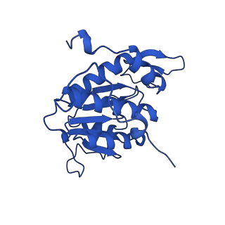 16349_8c01_P_v1-1
Enp1TAP_A population of yeast small ribosomal subunit precursors