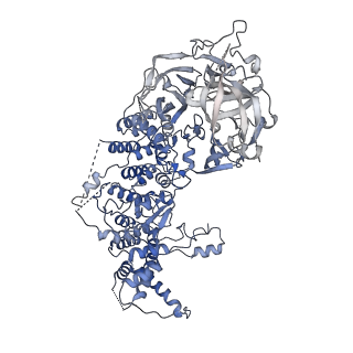 16355_8c06_A_v1-1
Structure of Dimeric HECT E3 Ubiquitin Ligase UBR5