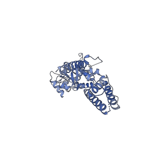 16379_8c1p_D_v1-3
Active state homomeric GluA1 AMPA receptor in complex with TARP gamma 3