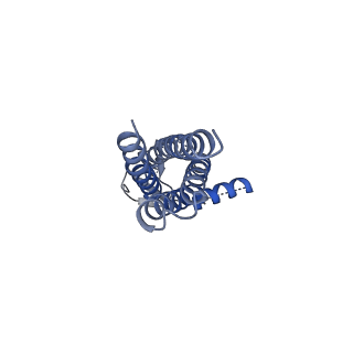 16379_8c1p_E_v1-3
Active state homomeric GluA1 AMPA receptor in complex with TARP gamma 3