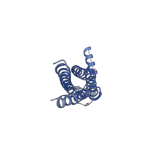 16379_8c1p_F_v1-3
Active state homomeric GluA1 AMPA receptor in complex with TARP gamma 3