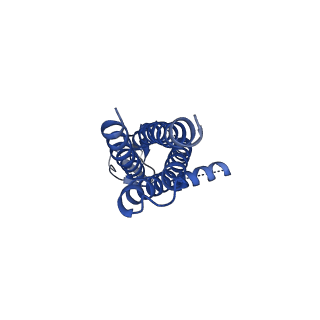 16380_8c1q_E_v1-3
Resting state homomeric GluA1 AMPA receptor in complex with TARP gamma 3