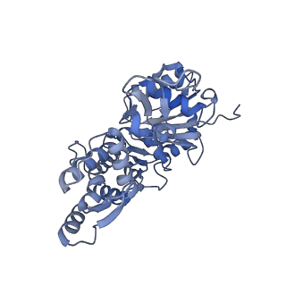 7331_6c1h_A_v1-4
High-Resolution Cryo-EM Structures of Actin-bound Myosin States Reveal the Mechanism of Myosin Force Sensing