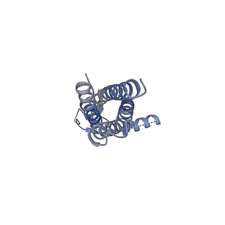 16390_8c2h_E_v1-3
Transmembrane domain of active state homomeric GluA1 AMPA receptor in tandem with TARP gamma 3