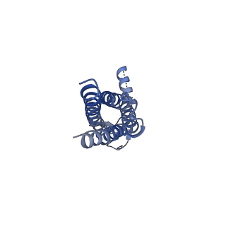 16390_8c2h_F_v1-3
Transmembrane domain of active state homomeric GluA1 AMPA receptor in tandem with TARP gamma 3