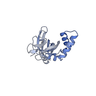 16444_8c5y_D_v1-0
RPA tetrameric supercomplex from Pyrococcus abyssi