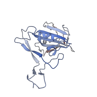 30305_7c8d_B_v1-1
Cryo-EM structure of cat ACE2 and SARS-CoV-2 RBD