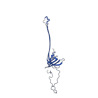 30335_7cbl_G_v1-2
Cryo-EM structure of the flagellar LP ring from Salmonella