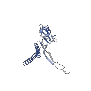30336_7cbm_B_v1-2
Cryo-EM structure of the flagellar distal rod with partial hook from Salmonella