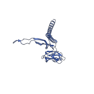 30336_7cbm_J_v1-2
Cryo-EM structure of the flagellar distal rod with partial hook from Salmonella