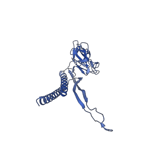 30336_7cbm_L_v1-2
Cryo-EM structure of the flagellar distal rod with partial hook from Salmonella