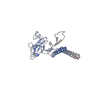 30336_7cbm_b_v1-2
Cryo-EM structure of the flagellar distal rod with partial hook from Salmonella