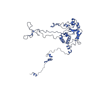 16591_8cdl_GG_v1-5
80S S. cerevisiae ribosome with ligands in hybrid-2 pre-translocation (PRE-H2) complex