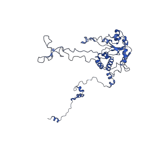 16591_8cdl_GG_v1-6
80S S. cerevisiae ribosome with ligands in hybrid-2 pre-translocation (PRE-H2) complex