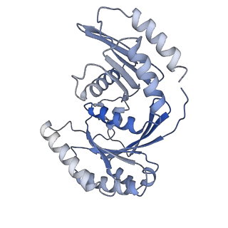 7464_6ces_A_v1-8
Cryo-EM structure of GATOR1-RAG