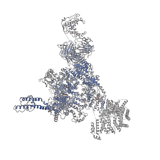 30343_7cf9_C_v1-2
Structure of RyR1 (Ca2+/CHL)