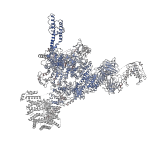 30343_7cf9_E_v1-2
Structure of RyR1 (Ca2+/CHL)