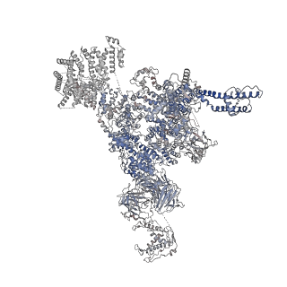 30343_7cf9_G_v1-2
Structure of RyR1 (Ca2+/CHL)