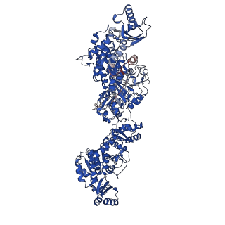 16630_8cg4_A_v1-0
The organise full-length structure of the fungal non-reducing polyketide synthase (NR-PKS) PksA