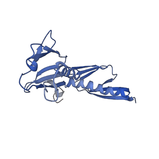 16634_8cg8_LL_v1-6
Translocation intermediate 3 (TI-3) of 80S S. cerevisiae ribosome with ligands and eEF2 in the presence of sordarin