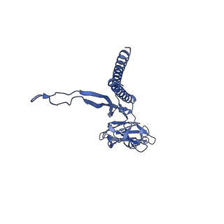 30359_7cgo_J_v1-2
Cryo-EM structure of the flagellar motor-hook complex from Salmonella