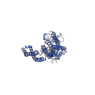 16659_8chb_B_v1-2
Inward-facing conformation of the ABC transporter BmrA C436S/A582C cross-linked mutant