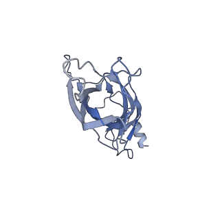 16666_8ci2_B_v1-0
human alpha7 nicotinic receptor in complex with the C4 nanobody under sub-saturating conditions