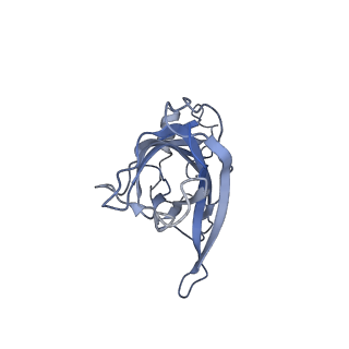 16666_8ci2_E_v1-0
human alpha7 nicotinic receptor in complex with the C4 nanobody under sub-saturating conditions