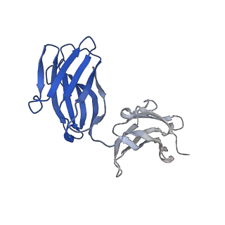 16680_8cin_E_v1-0
BA.4/5-5 FAB IN COMPLEX WITH SARS-COV-2 BA.4 SPIKE GLYCOPROTEIN