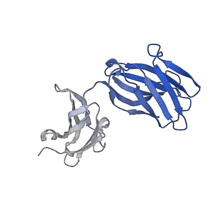 16680_8cin_H_v1-0
BA.4/5-5 FAB IN COMPLEX WITH SARS-COV-2 BA.4 SPIKE GLYCOPROTEIN