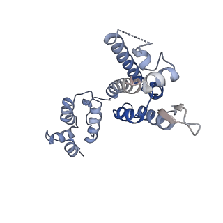16705_8ckx_E_v1-0
HIV-1 mature capsid hexamer next to pentamer (type I) from CA-IP6 CLPs