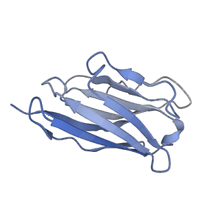30393_7ckx_N_v1-0
Cryo-EM structure of A77636 bound dopamine receptor DRD1-Gs signaling complex